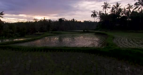 Filmagem aérea do terraço de arroz no pôr do sol perto de Ubud, Bali — Vídeo de Stock