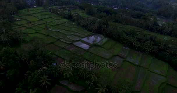 Aerial footage of rice terrace on sunset near Ubud, Bali — Stock Video