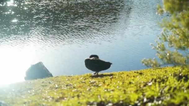 Anatra su una riva del lago a pulirsi le piume. Erba e alberi riflesso in un lago con bagliore solare — Video Stock