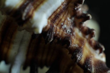 Deniz kabuğu plaj objesi doğa