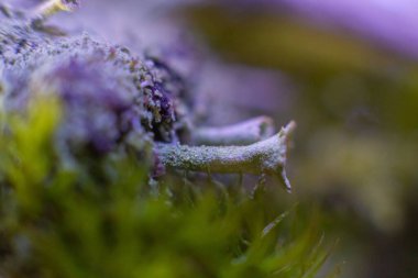 çevre, bahçe, çimen, yeşil, büyüyen bitki, böcek, yaprak, liken, makro fotoğraf, doğal, doğa, bitki, küçük, yaz, su, 