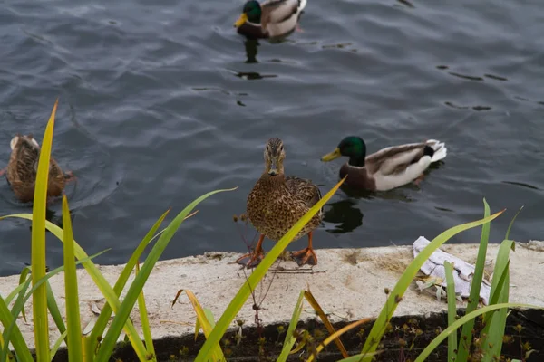 Mallard pato hembra de pie en las orillas del estanque . —  Fotos de Stock