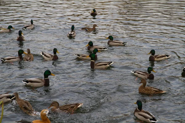 Mallard duck swims in the lake or river lot.