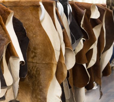 Cattle hides cow, hanging showcase in store different colo clipart