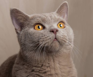 İngiliz Gri kedi, namlu kaldırdı, sarı gözleri kapat