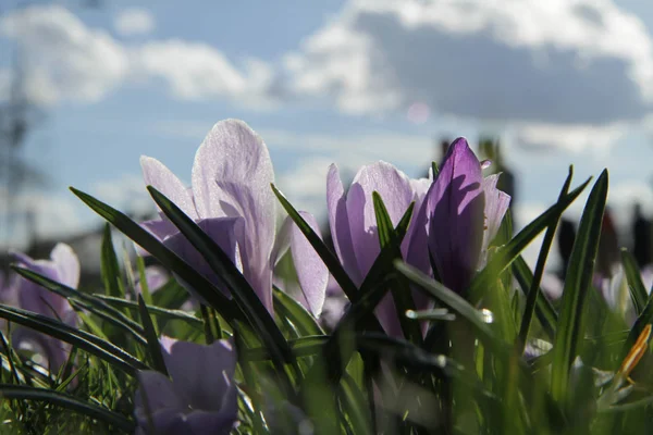 Flowers snowdrops purple with green leaf on background sky and clouds close-up — Stock Photo, Image