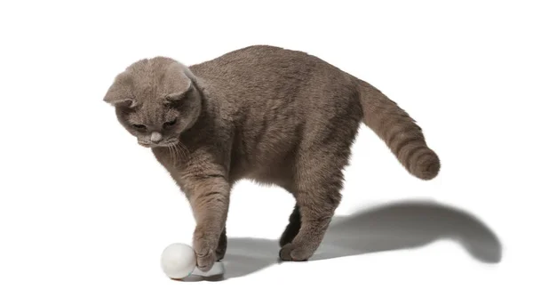 Britânico gato cinza jogando com uma bola no fundo branco — Fotografia de Stock