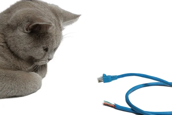 Bir nesne İngiliz kedi göz