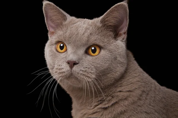 Sarı gözler portre siyah bir arka plan ile İngiliz kedi gri namlu