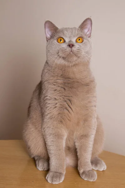 British Shorthair gato se sienta a toda altura, patas delanteras rectas, mirar hacia arriba, por encima de la cámara — Foto de Stock