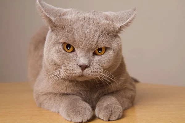 Britânico shorthair gato infeliz closeup, olhando diretamente para a câmera suas orelhas em direções diferentes — Fotografia de Stock