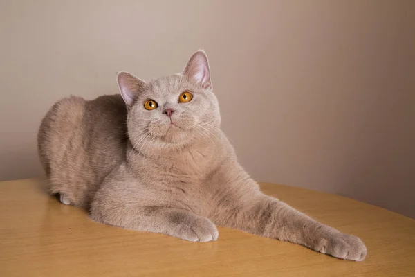 A cor de lilás de gato britânica graciosamente encontra-se em umas patas de olhada de mesa estendidas — Fotografia de Stock