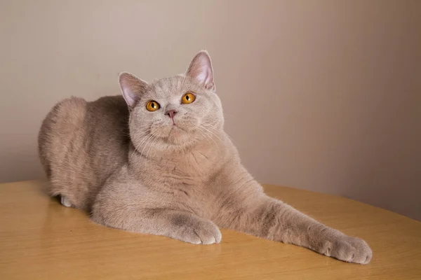 İngiliz kedi leylak rengi incelikle yatıyor bir tablo arama üzerinde uzanmış pençeleri