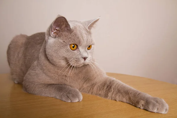 Британский кот светло-коричневого цвета хорош на столе, глядя вперед вытянутыми перед ним лапами — стоковое фото