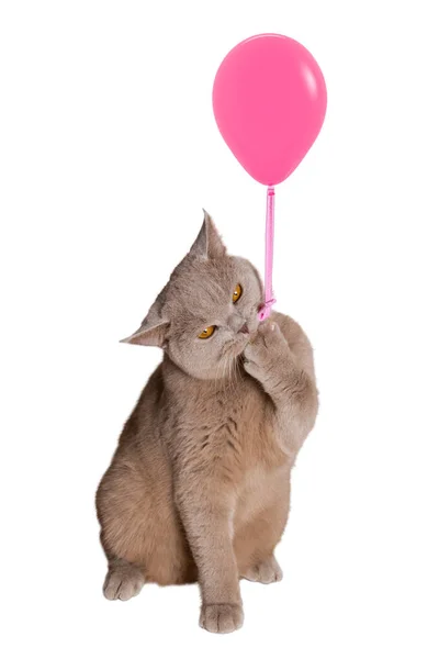 Brit macska ül a hátsó lábakon gazdaság egy rózsaszín léggömb, akasztott karom kötél és tartja. — Stock Fotó