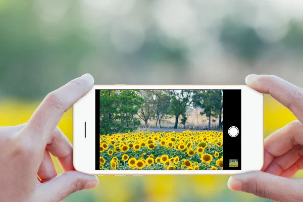 Close up hand use phone mobile taking sunflower field photo — Stock Photo, Image