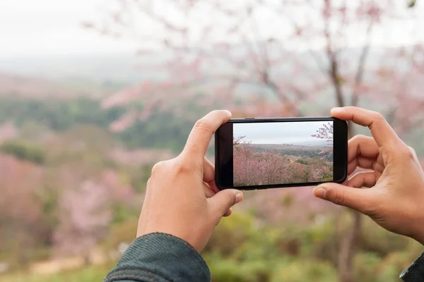 Tourist holding phone mobile taking photo cerasoides tree — Stock Photo, Image