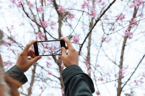 Жінка тримає смартфон, роблячи фото краси вишневий квітка квітковий — стокове фото