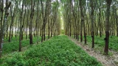 4 k hareket ileri kamera tarım kauçuk ağacı içinde