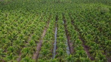 4 k hava görünümünü tarım Hindistan cevizi çiftlik