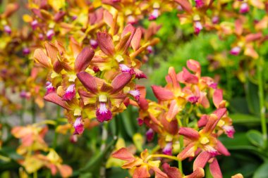 Singapur 'da yakın plan dendrobium ninja orkide çiçeği