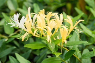 Singapur 'da Lonicera japonica ya da Japon hanımeli sarı çiçek