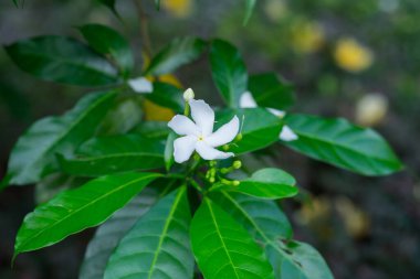 Yeşil yapraklı beyaz yasemin çiçeği. Parkta yakın plan fotoğraf.