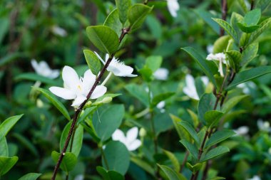 Yeşil yapraklı beyaz çiçekler arka planda bulanık. Parkta yakın plan fotoğrafı.