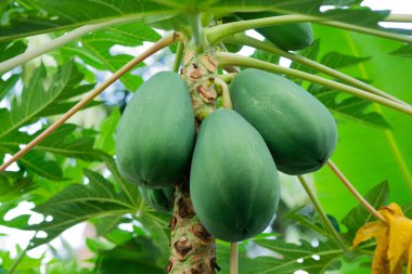 Özel bir bahçede ağaçta asılı duran yeşil papaya meyveleri.
