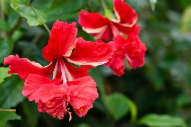 Kırmızı Hibiscus Çiçeği yakın plan yeşil yapraklı fotoğraf Singapur 'da bir sokakta çekildi