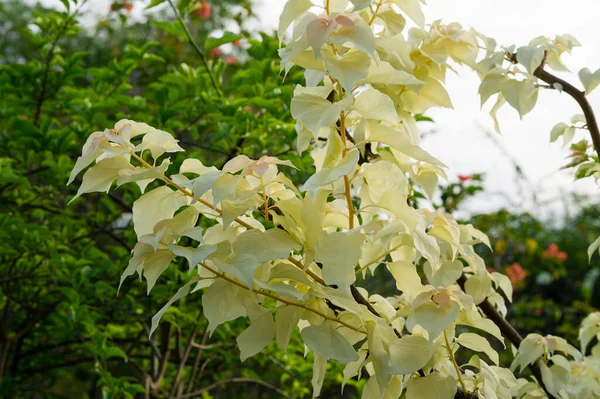 Vigne Tropicale Bougainvillea Feuillage Panaché Blanc — Photo