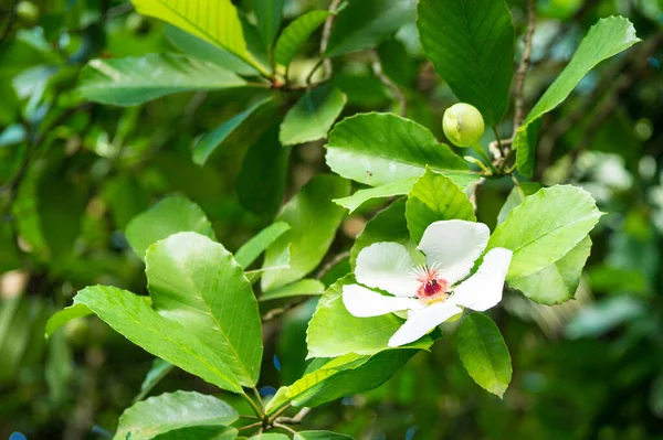 Bloemen van Dillenia philippinensis Olifanten appel in Botanische Tuin Singapore — Stockfoto