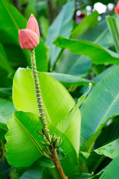 Indiase dwergbanaan Musa Laterita bloem in Botanische Tuin Singapore — Stockfoto