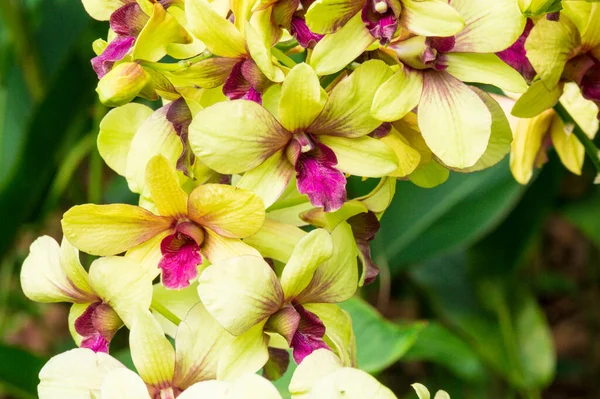 Dendrobium sri siam orquídea flor em Cingapura — Fotografia de Stock