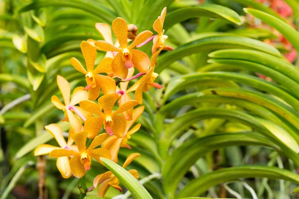 Aranda lumberger gouden orchidee bloem in Singapore — Stockfoto