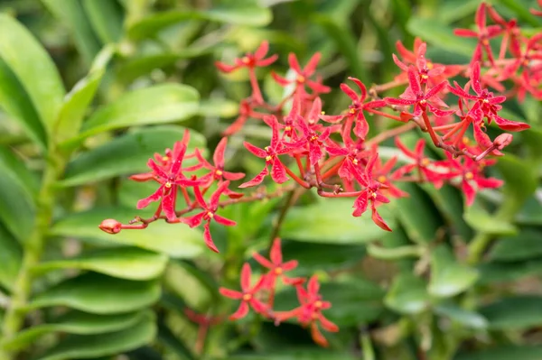 Sluitingen van rode orchidee bloemen in Singapore — Stockfoto