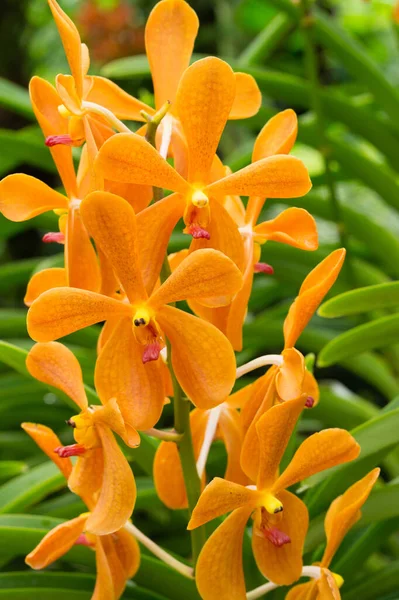 Aranda omyai oranje orchidee bloem in Singapore — Stockfoto