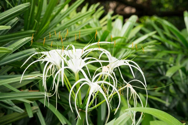 Spinnen lelie Hymenocallis littoralis bloem in Singapore — Stockfoto
