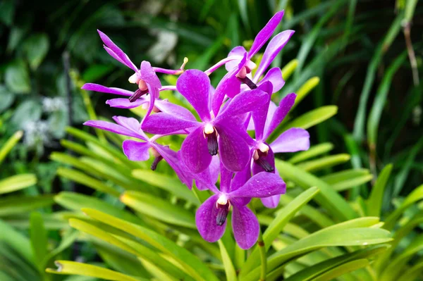 Aranda Noorah Alsagoff orchidee bloem in Singapore — Stockfoto