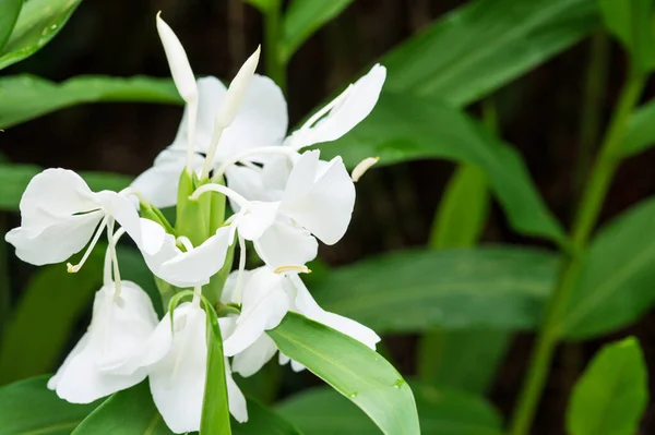 Lírio de gengibre branco, flor de Hedychium coronarium em Singapura — Fotografia de Stock