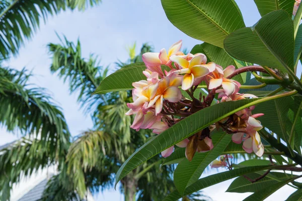 Pinl Gele Frangipani Bloemen Met Palmen Achtergrond Foto Genomen Een — Stockfoto