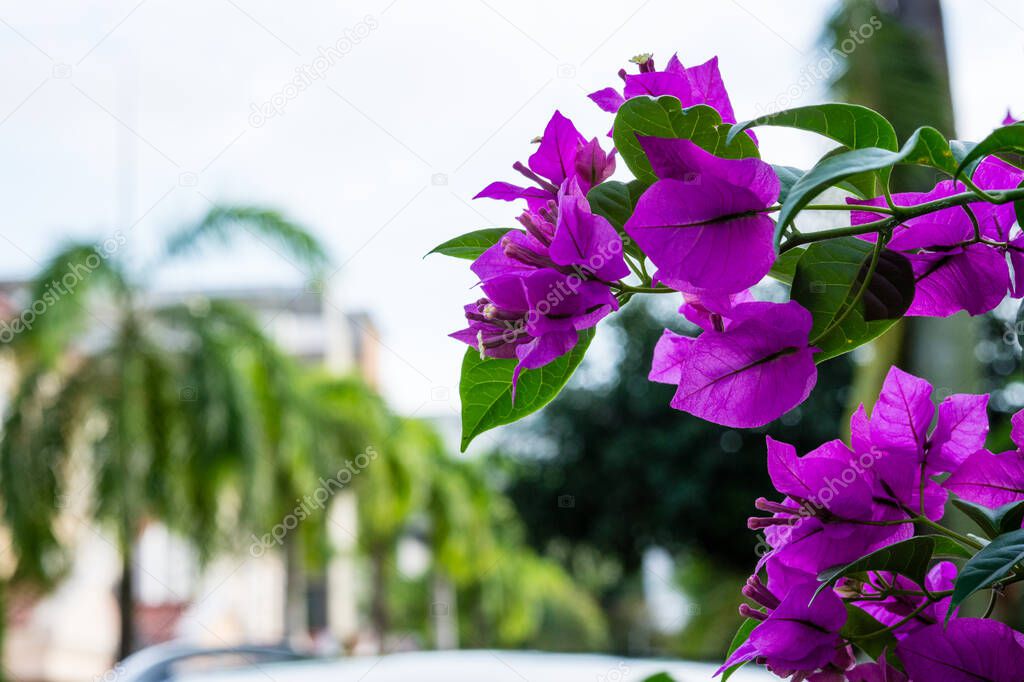 Purple bougainvillea flowers closeup with palms on background photo taken on a street in Singapore