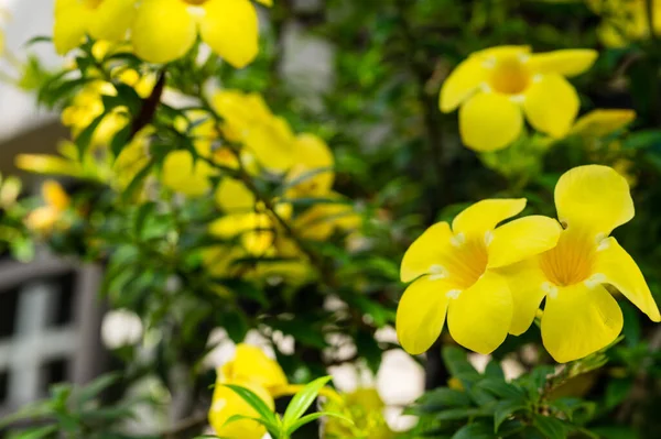 Yellow Tecoma Stans Bloem Closeup Met Groene Achtergrond Foto Genomen — Stockfoto