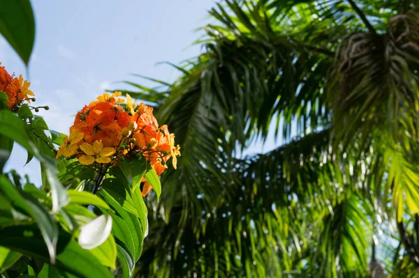Oranje Bloem Het Zonlicht Met Met Palm Blauwe Lucht Achtergrond — Stockfoto