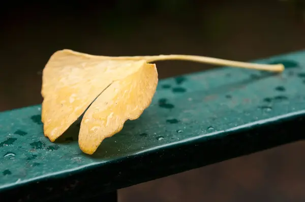 Ginkgo biloba liść przez deszczowy dzień — Zdjęcie stockowe