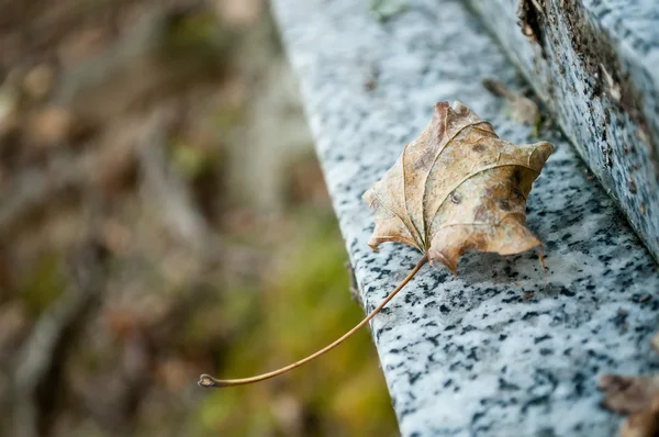 Herfst lef op een graf op de begraafplaats — Stockfoto