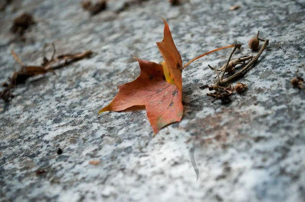 Herfst lef op een graf op de begraafplaats — Stockfoto