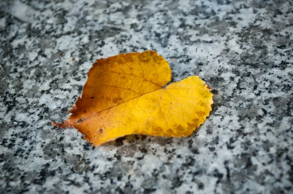 Autumnal lef on a tomb in cemetery — Stock Photo, Image