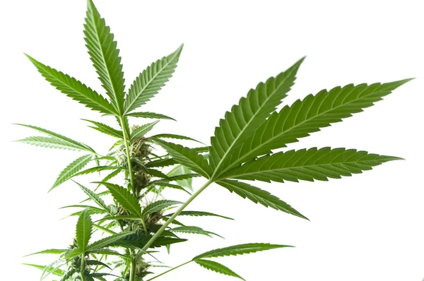 Cannabis sativa Blätter — Stockfoto