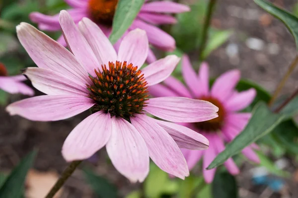 Equinácea rosa espíritu cheyenne en un parque urbano Imagen de stock